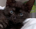 Кошки в Домодедово: Котёнок окрас чёрный дым 1.5 месяца Мальчик, 1 руб. - фото 4
