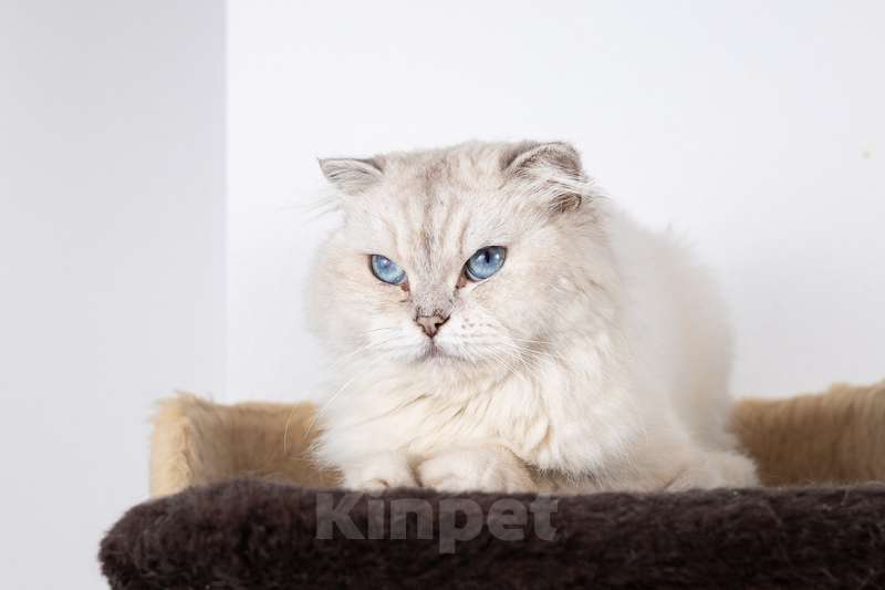 Кошки в Москве: Хайленд фолд серебристая шиншилла Океания в добрые руки Девочка, 1 руб. - фото 3