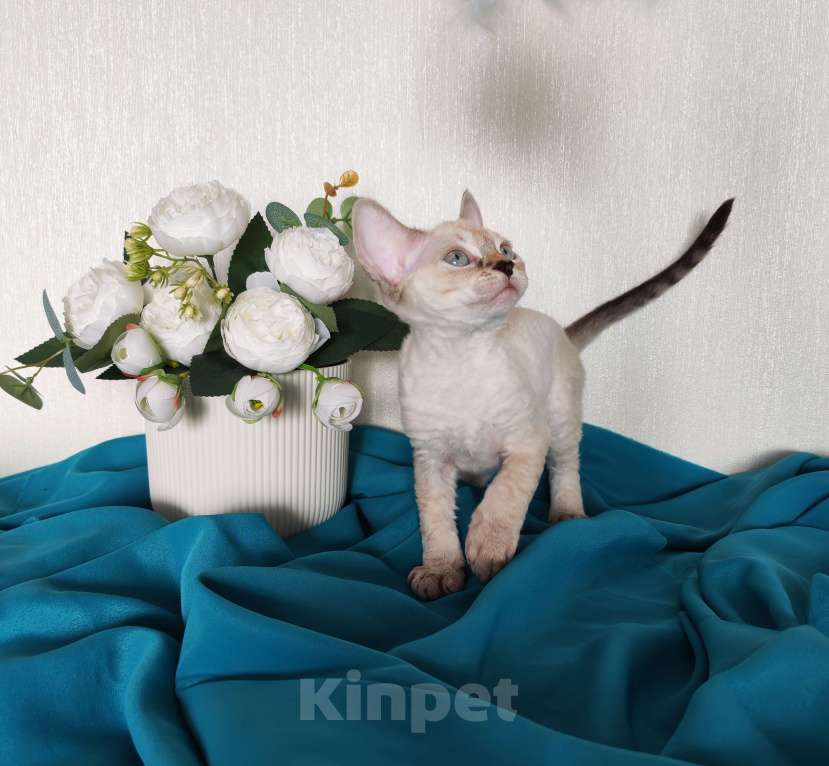 Кошки в Горячем Ключе: Котенок Девон Рекс девочка сил поинт табби с голубыми глазами Девочка, 60 000 руб. - фото 3