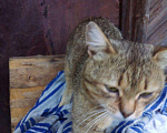 Кошки в Серафиме: Мальчик. Около года. Мальчик, Бесплатно - фото 4