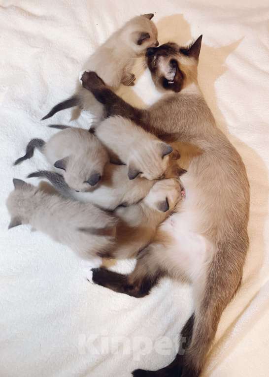 Кошки в Люберцах: Тайский котенок мальчик  Мальчик, 12 000 руб. - фото 4