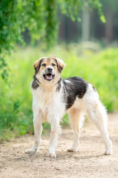 Собаки в Москве: Умные и позитивные пёсики (11 мес.) срочно ищут дом. Мальчик, Бесплатно - фото 3