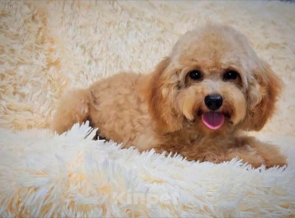 Собаки в Москве: Мальчик Тэдди пудель  Мальчик, 60 000 руб. - фото 3