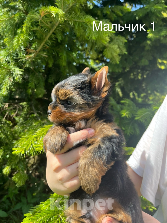 Собаки в Санкт-Петербурге: Йорк Мальчик стандарт  Мальчик, 40 000 руб. - фото 3