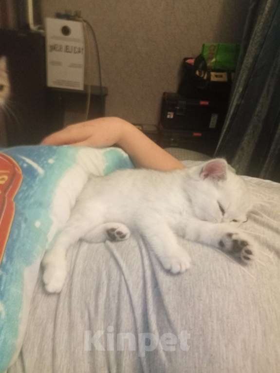 Кошки в Москве: Прямоухий мальчишка  Мальчик, 25 000 руб. - фото 6