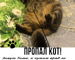 Кошки в Санкт-Петербурге: Пропал наш член семьи Мальчик, 2 500 руб. - фото 1