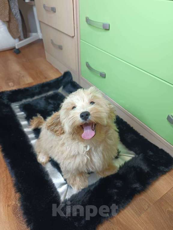 Собаки в Москве: Мальтипу мальчик  Мальчик, 45 000 руб. - фото 3