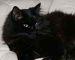 Кошки в Энгельс: пропал кот в роёне рыковки  Мальчик, 100 руб. - фото 1