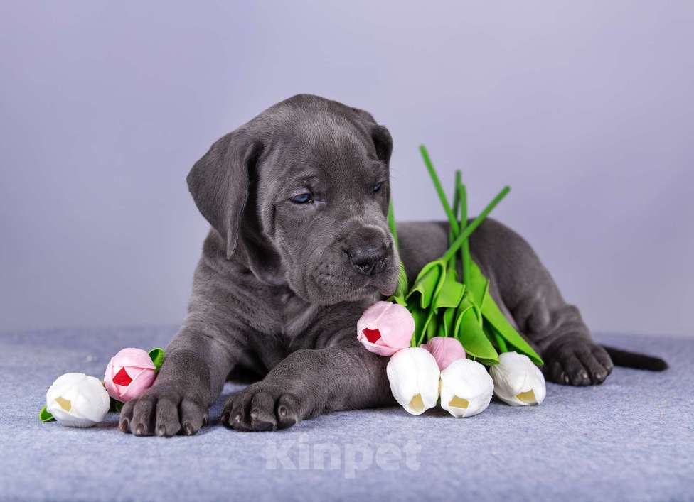 Собаки в Нижнем Новгороде: Немецкий Дог Чемпион Моего Сердца (Розовая лента) Девочка, 100 000 руб. - фото 5