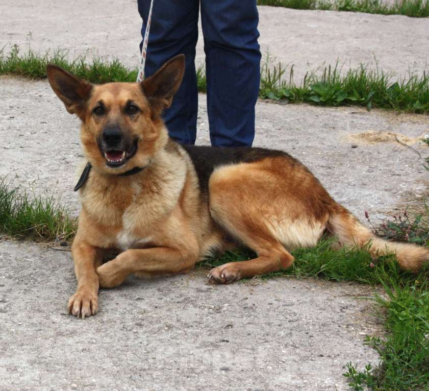 Собаки в Москве: Молодая, верная собака Герда ждет своего человека! Девочка, Бесплатно - фото 5