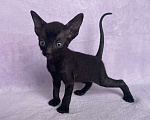 Кошки в Балашихе: Котик чёрный из московского питомника  Мальчик, 70 000 руб. - фото 2