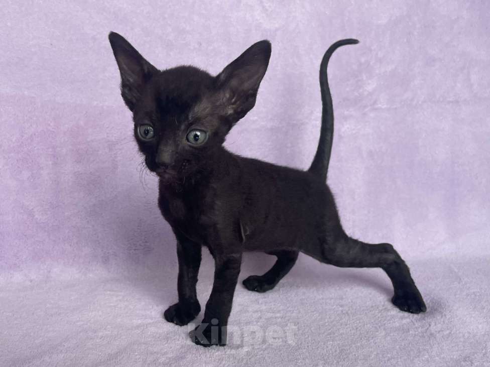 Кошки в Балашихе: Котик чёрный из московского питомника  Мальчик, 70 000 руб. - фото 2