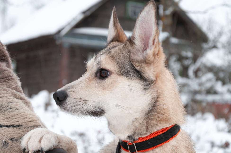 Собаки в Ногинске: Харизма, ум и манеры. Ваша будущая лучшая подруга уже здесь! Девочка, Бесплатно - фото 9