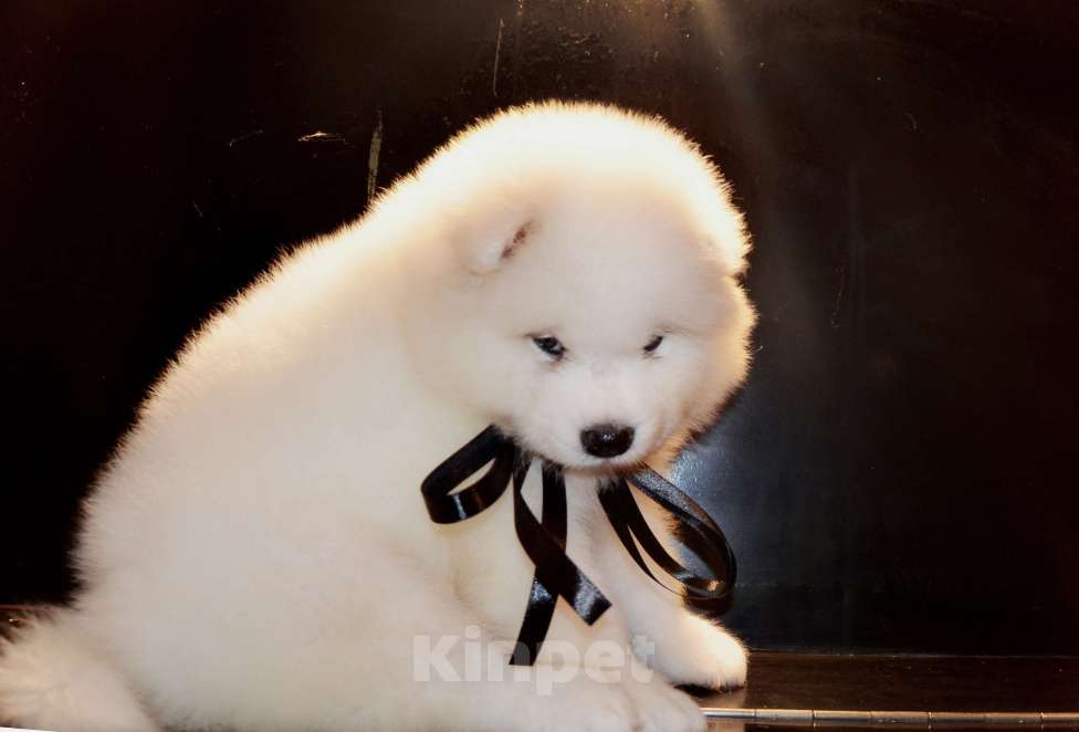 Собаки в Москве: Самоедики Разнополые, 35 000 руб. - фото 4