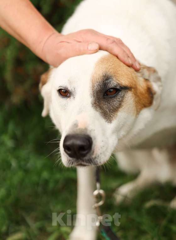 Собаки в Химках: Жучок Мальчик, Бесплатно - фото 6