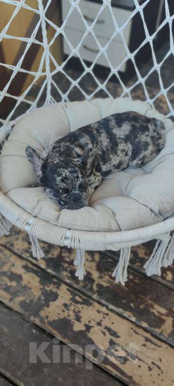 Собаки в Севастополе: Щенок французского бульдога Девочка, 50 000 руб. - фото 4