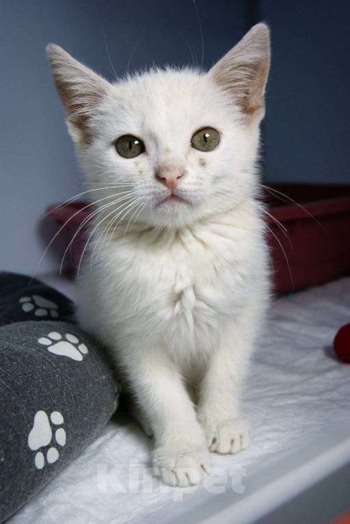 Кошки в Москве: Котенок Злата ищет дом Девочка, Бесплатно - фото 8