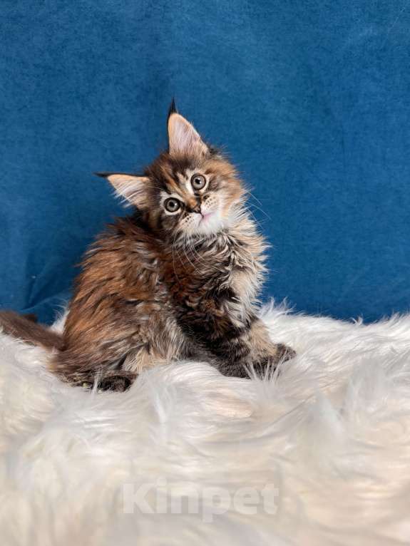 Кошки в Москве: Котенок мейн-кун, девочка Девочка, 70 000 руб. - фото 2