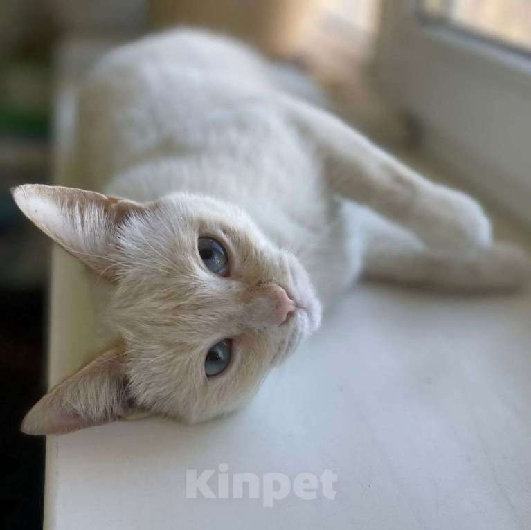 Кошки в Москве: Красивую голубоглазую кошечку нашли на улице Девочка, Бесплатно - фото 2