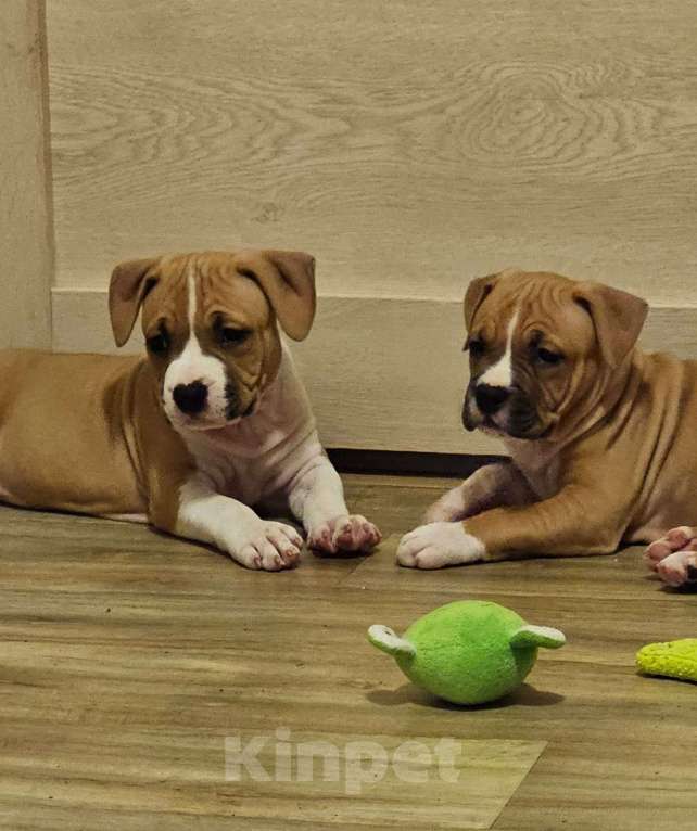 Собаки в Красногорске: Очаровательная девочка Девочка, 80 000 руб. - фото 4