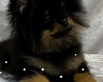 Собаки в Москве: Померанский (Той) шпиц Мальчик, Бесплатно - фото 1