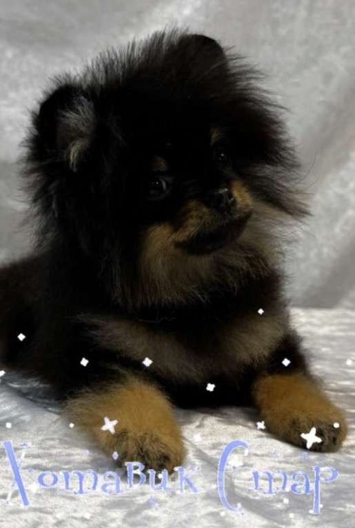 Собаки в Москве: Померанский (Той) шпиц Мальчик, Бесплатно - фото 1