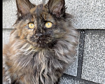 Кошки в Устюжне: Котята мейн кун Разнополые, Бесплатно - фото 3