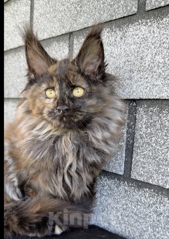 Кошки в Устюжне: Котята мейн кун Разнополые, Бесплатно - фото 3