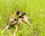 Собаки в Геленджике: Щенок подросток в добрые руки Девочка, 10 руб. - фото 3