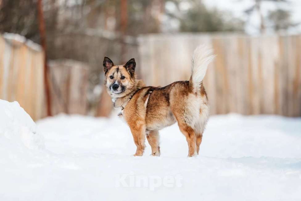 Собаки в Москве: Корги рыжего окраса Иви в добрые руки Девочка, 1 руб. - фото 3