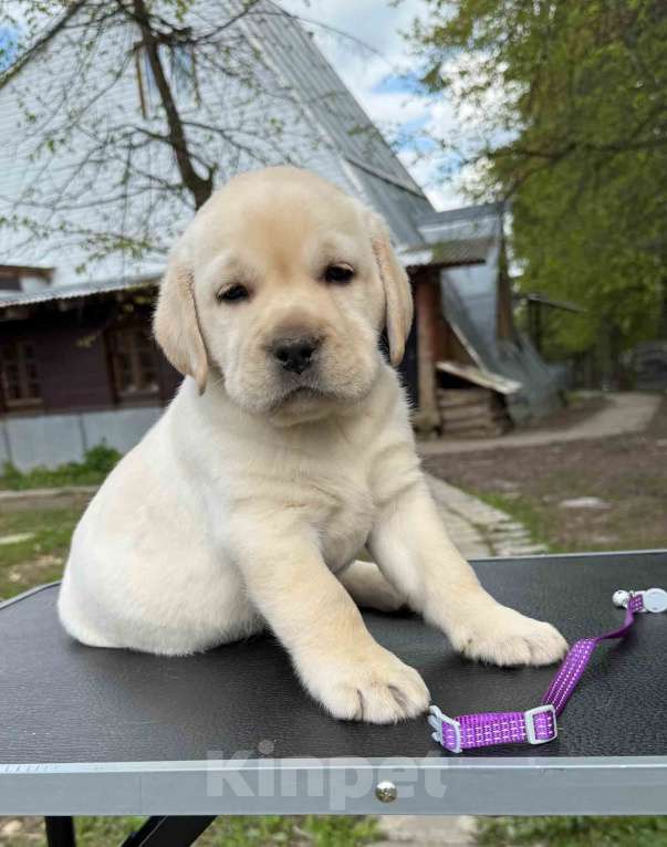 Собаки в Москве: Лабрадор щенок палевый девочка Девочка, 70 000 руб. - фото 8