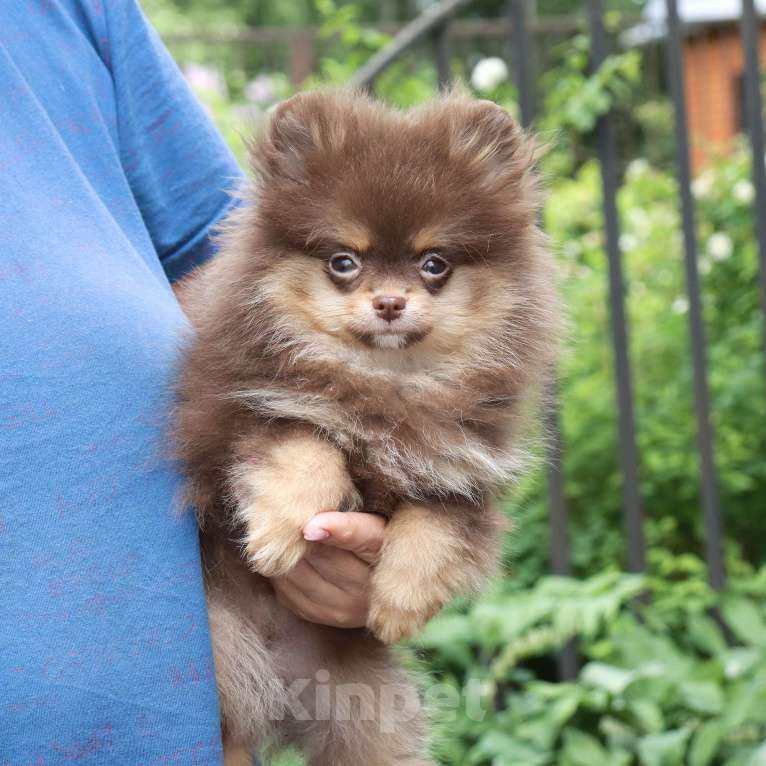 Собаки в Москве: Шоколадная девочка шпица Девочка, 65 000 руб. - фото 6