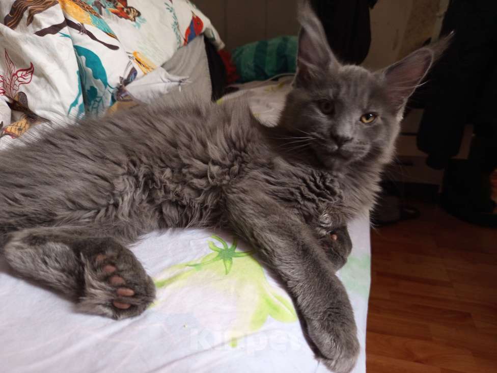 Кошки в других городах Ленинградской области: Котята Менйн Кун polidakt Мальчик, 30 000 руб. - фото 3