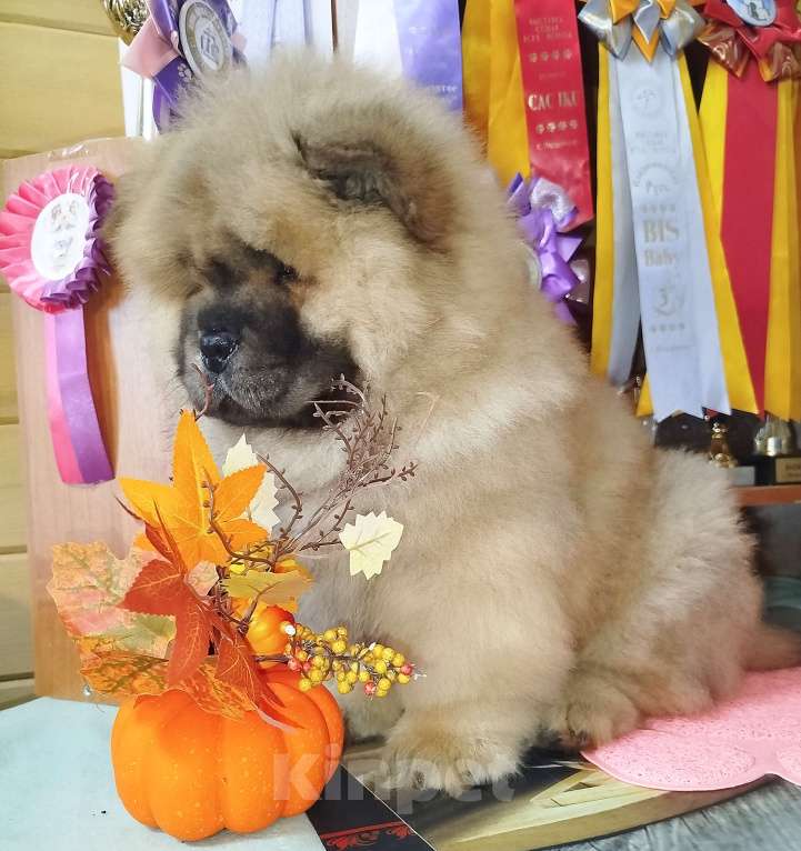 Собаки в Владимире: Мальчик чау чау Мальчик, 45 000 руб. - фото 3