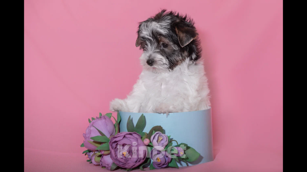 Собаки в Екатеринбурге: Бивер терьер, щенок, девочка. Девочка, 45 000 руб. - фото 4