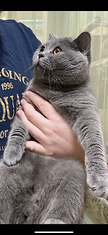 Британский кот для разведения 