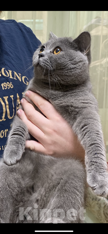 Кошки в Москве: Британский кот для разведения  Мальчик, Бесплатно - фото 1