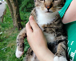 Кошки в Санкт-Петербурге: Ласковый котёнок на улице ! Мальчик, Бесплатно - фото 1