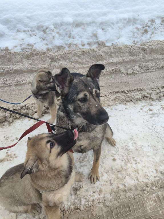 Собаки в Москве: Собака в добрые руки Девочка, Бесплатно - фото 1