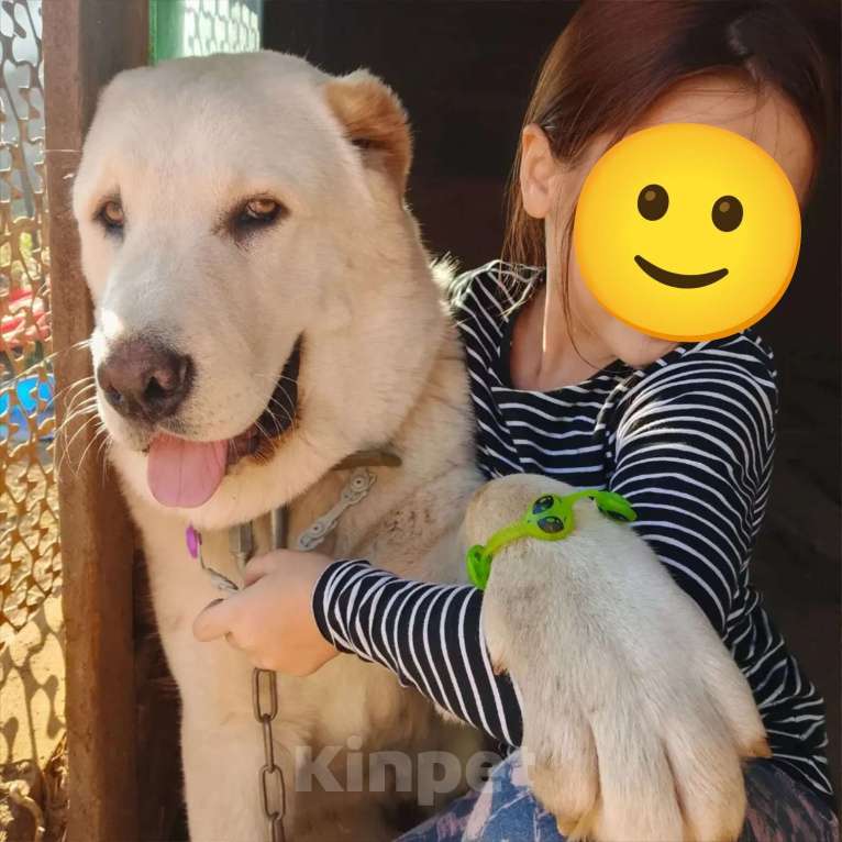 Собаки в других городах Краснодарского края: Алабай (САО)  Мальчик, Бесплатно - фото 3