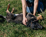 Собаки в Химках: Скромная девочка Девочка, Бесплатно - фото 5