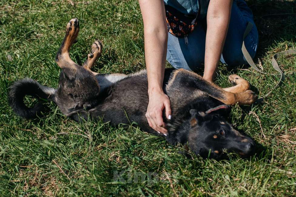 Собаки в Химках: Скромная девочка Девочка, Бесплатно - фото 5