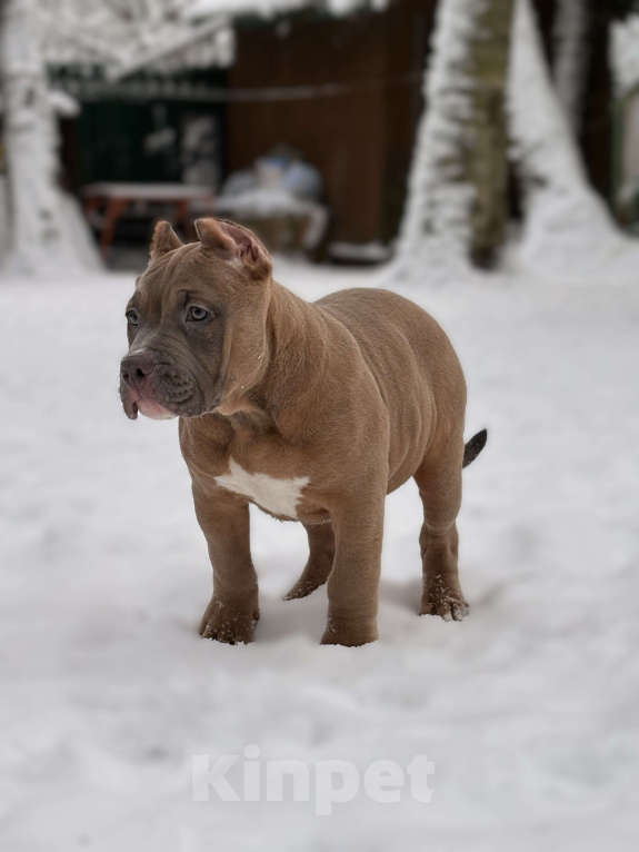 Собаки в других городах Московской области: Американский булли Мальчик 1 Мальчик, 250 000 руб. - фото 3
