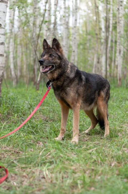 Собаки в Ногинске: Ищем дом Форесту Мальчик, Бесплатно - фото 2