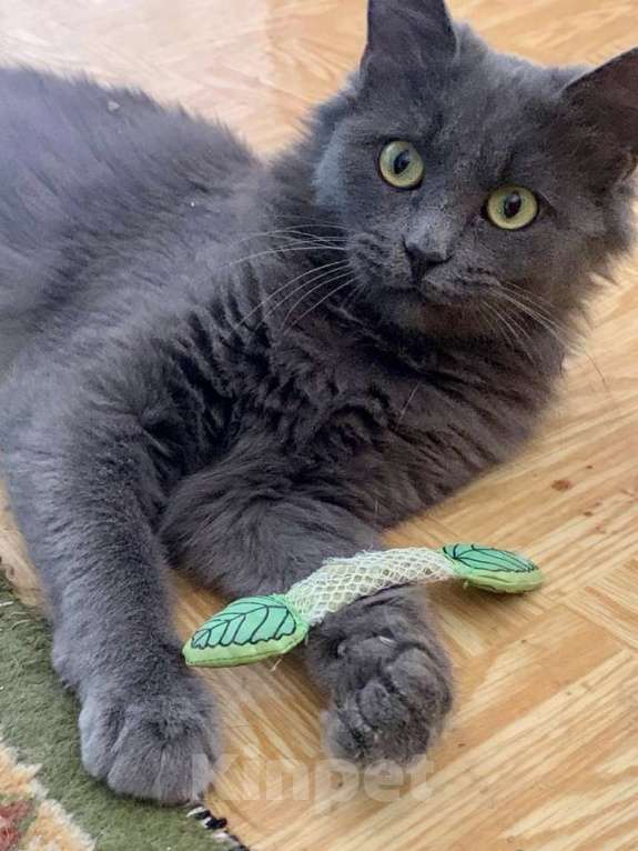 Кошки в Москве: Пушистая кошка в добрые руки Девочка, Бесплатно - фото 6
