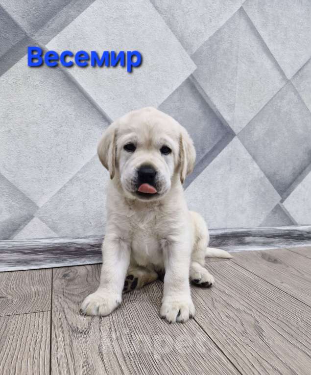 Собаки в Новокузнецке: Щенки Лабрадора РКФ  Мальчик, 60 000 руб. - фото 2