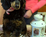 Собаки в Москве: Пудель девочка черно-подпалого окраса Девочка, Бесплатно - фото 4