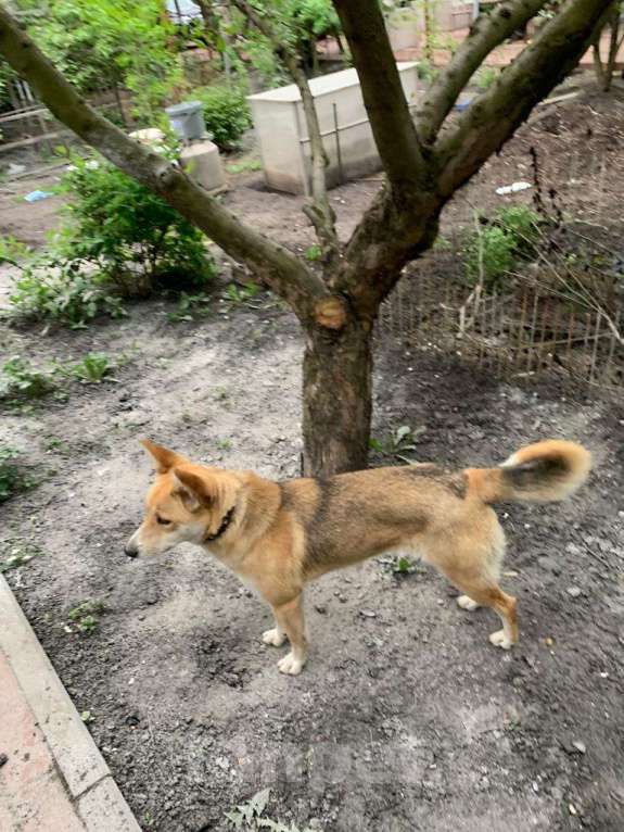 Собаки в Воронеже: Щенки карело-финской лайки помесные Девочка, Бесплатно - фото 2