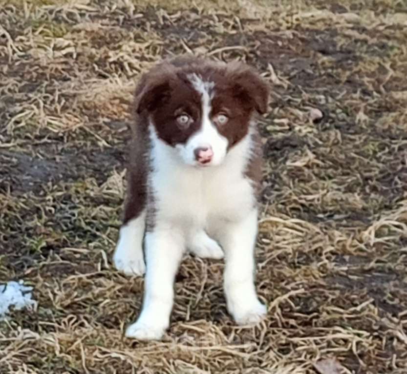 Собаки в Санкт-Петербурге: Бордер Колли девочка в спорт Девочка, 120 000 руб. - фото 4
