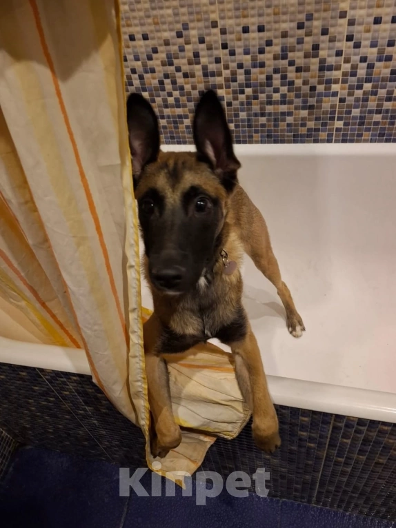 Собаки в Красногорске: Пинки — ушастое чудо в поисках дома!  Девочка, Бесплатно - фото 2